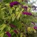 Sadnice - žbunaste vrste: Letnji jorgovan šarenolisni - Buddleja Santana 2 god, slika3